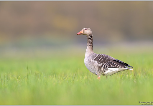 Graugans (Anser anser)