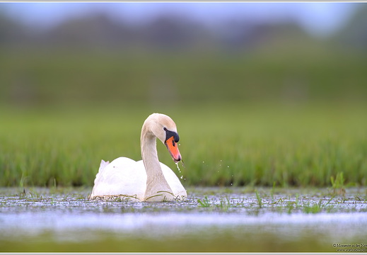 Höckerschwan (Cygnus olor)