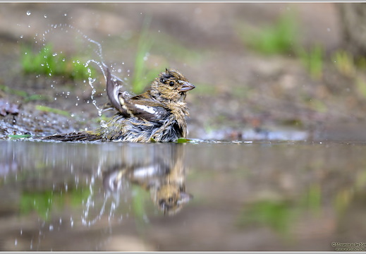 Buchfink (Fringilla coelebs)
