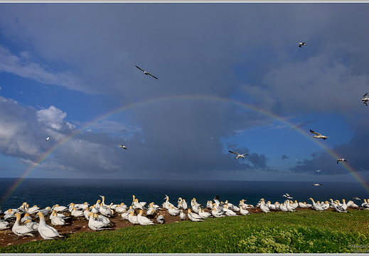 Regenbogen Helgoland