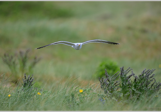 Silbermöwe (Larus argentatus)