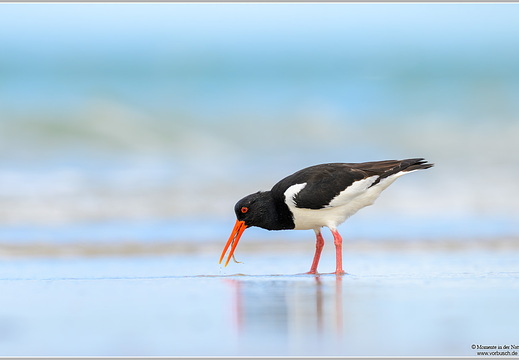 Austernfischer (Haematopus ostralegus)