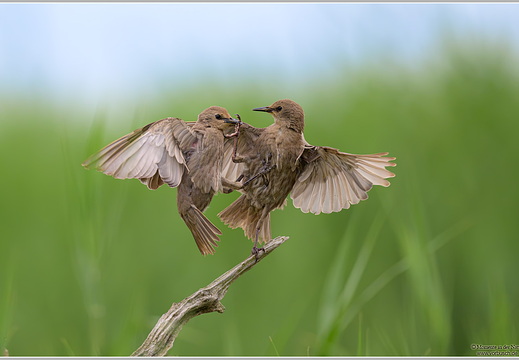 Star (Sturnus vulgaris)