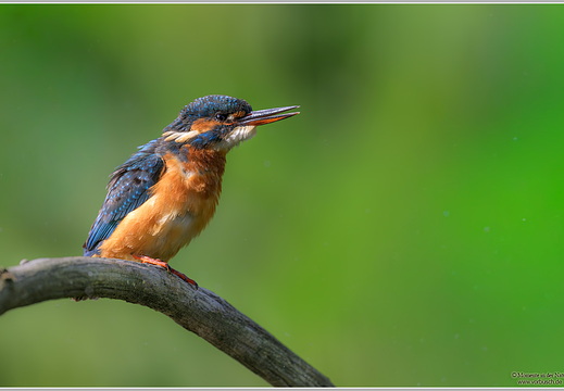Eisvogel (Alcedo atthis)
