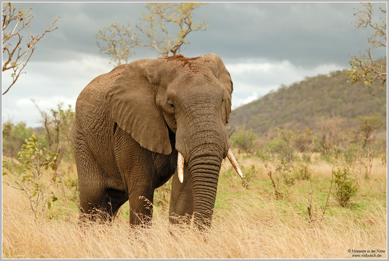 Afrikanischer-Elefant-(Loxodonta-africana)5
