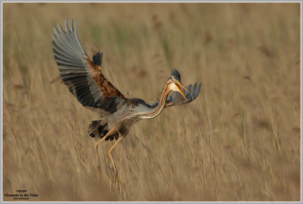 Purpurreiher-(Ardea-purpurea)3.jpg