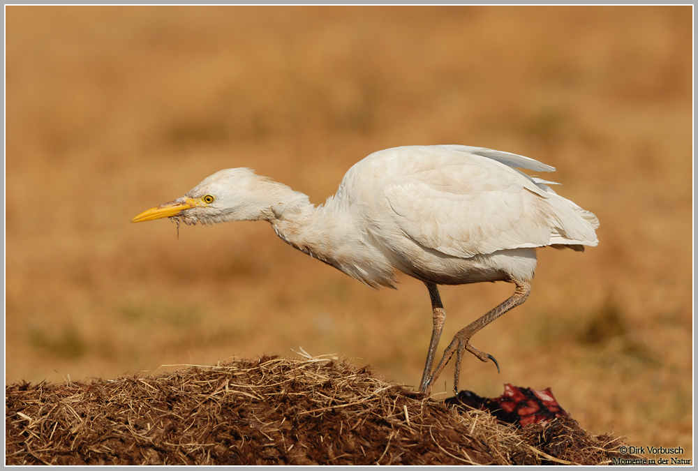Kuhreiher-(Ardeola-ibis)4.jpg