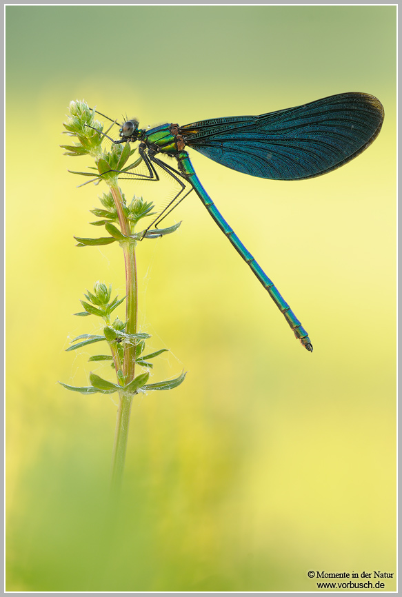 Blauflügel-Prachtlibelle-(Calopteryx-virgo)5.jpg