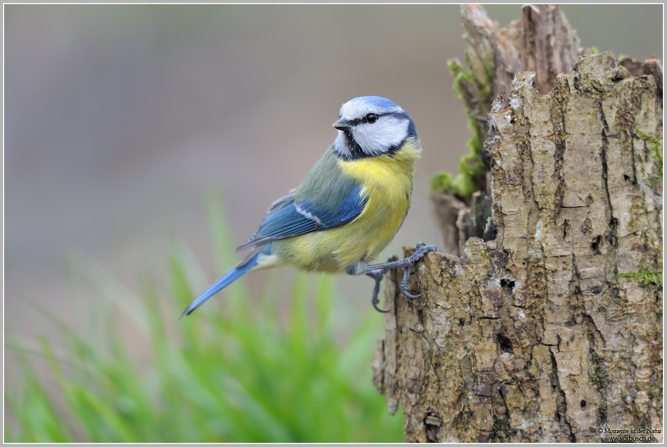 Blaumeise-(Parus-caeruleus)16.jpg