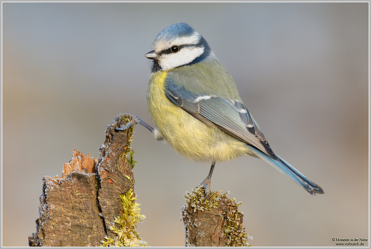 Blaumeise-(Parus-caeruleus)17~0.jpg