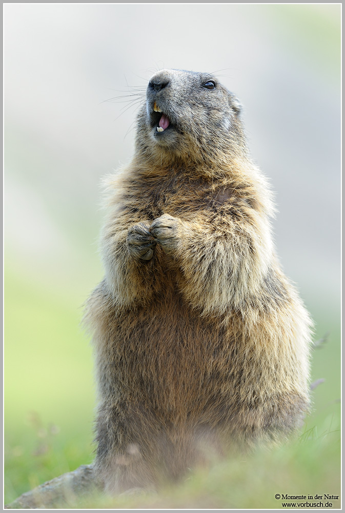 Alpenmurmeltier-(Marmota-marmota)7.jpg