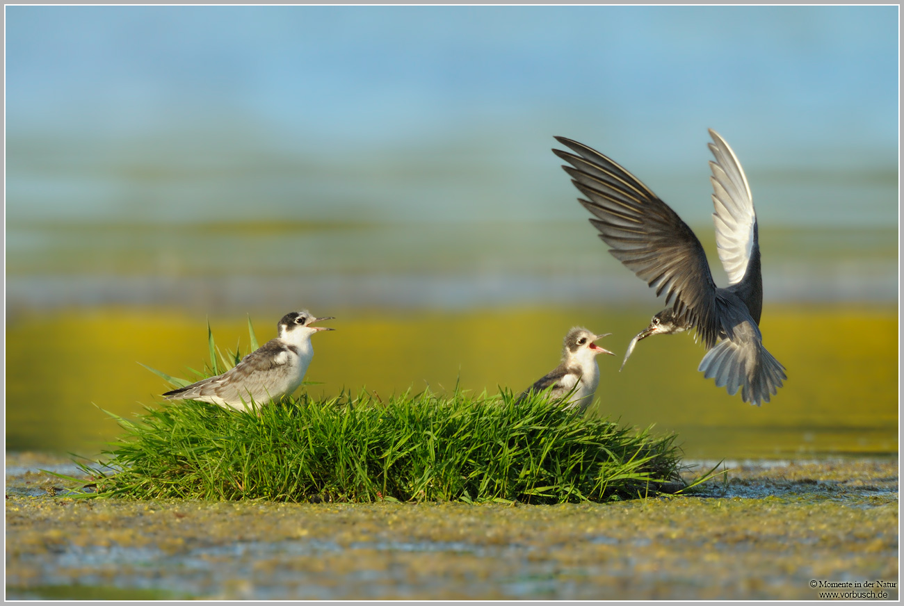 Trauerseeschwalbe-(Chlidonias-niger)3.jpg