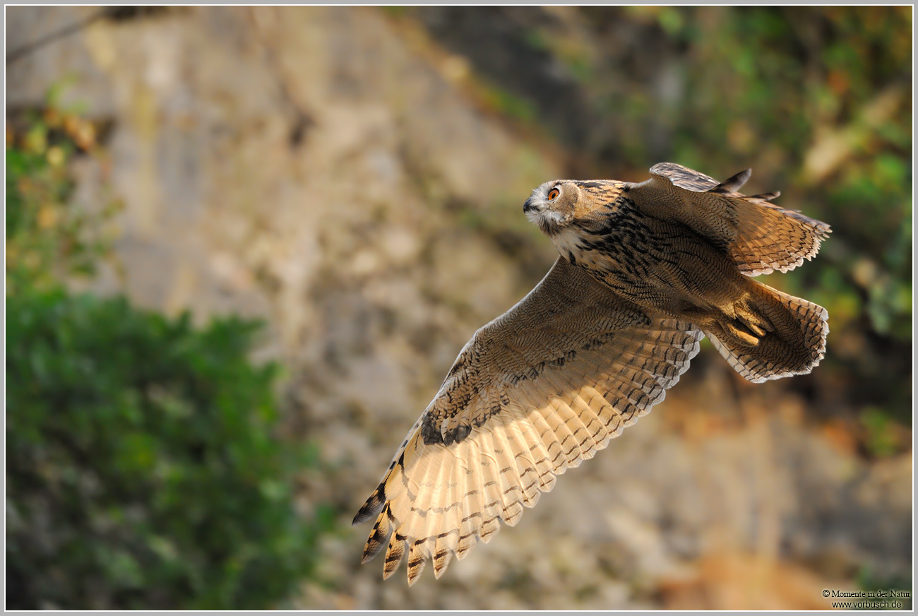 Uhu-(Bubo-bubo)19.jpg