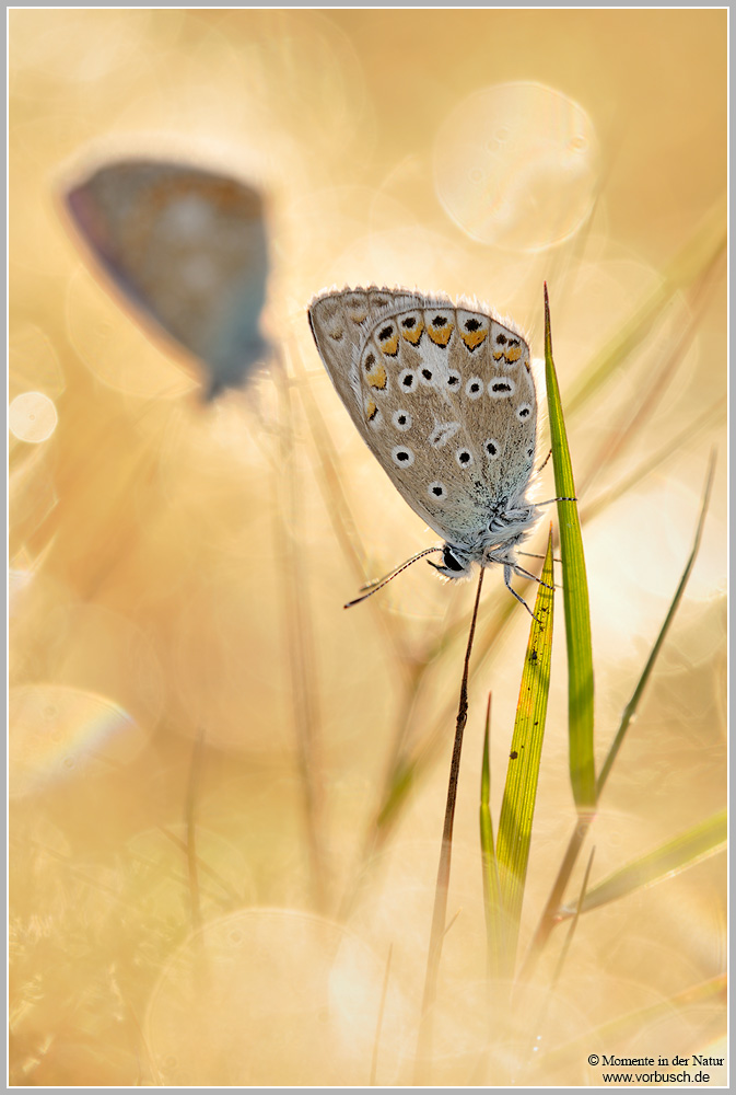 Gemeiner-Blauling-(Polyommatus-icarus)9.jpg