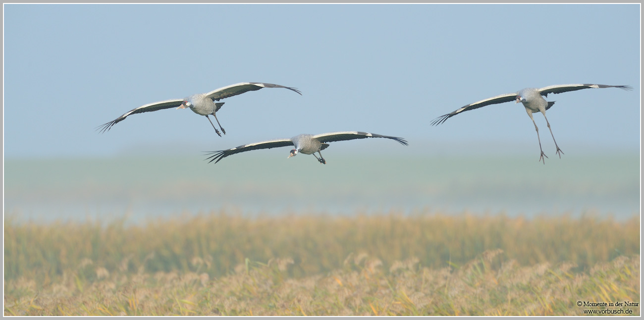 Grauer-Kranich-(Grus-grus)33.jpg