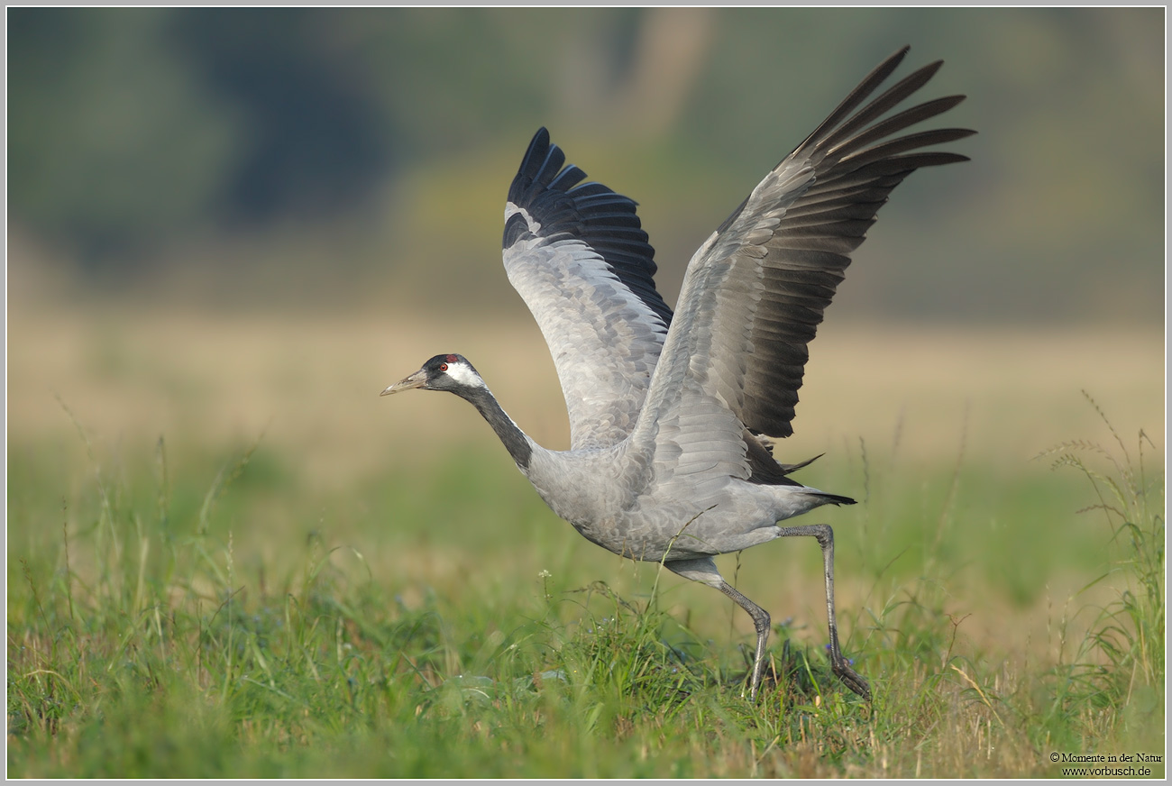 Grauer-Kranich-(Grus-grus)35.jpg