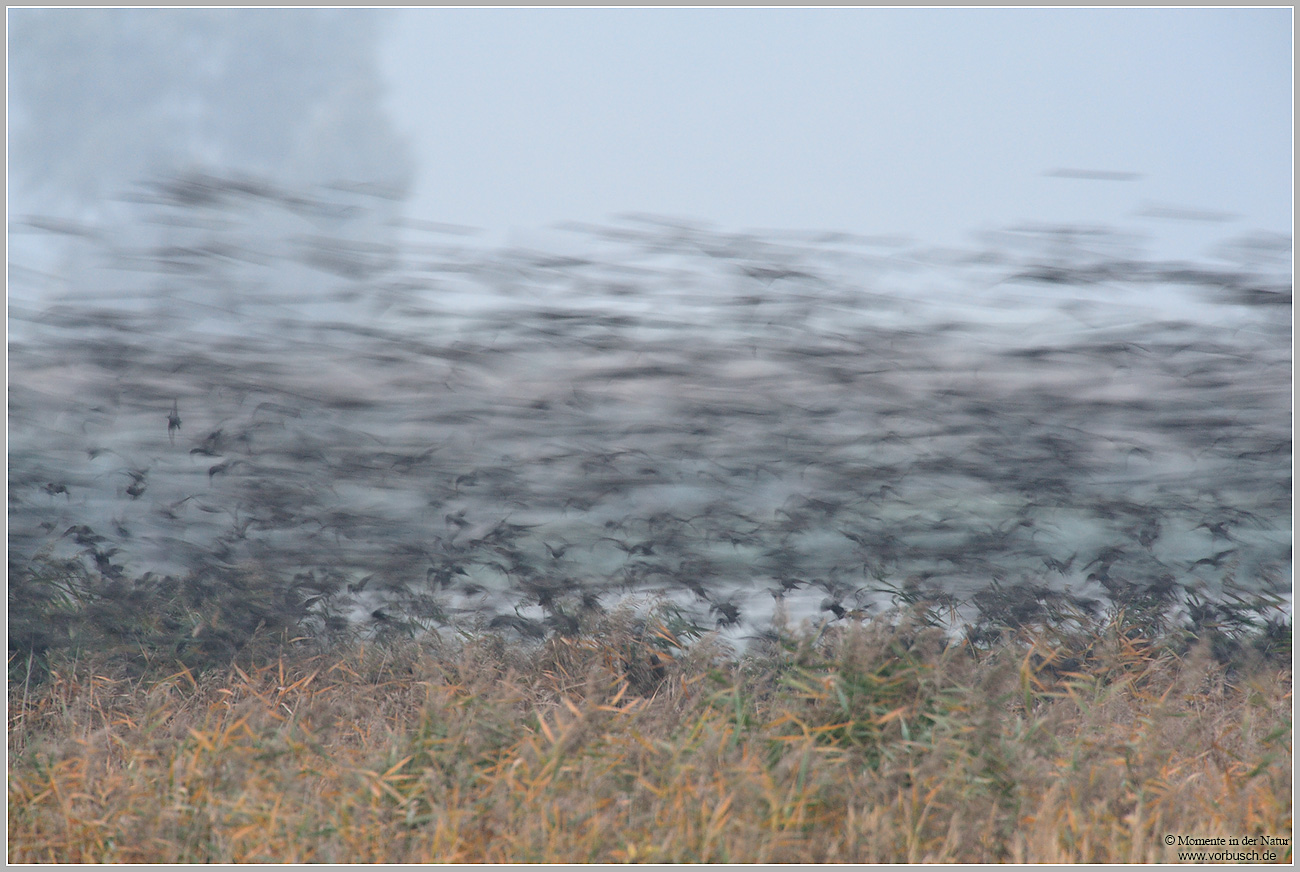 Star-(Sturnus-vulgaris)3.jpg