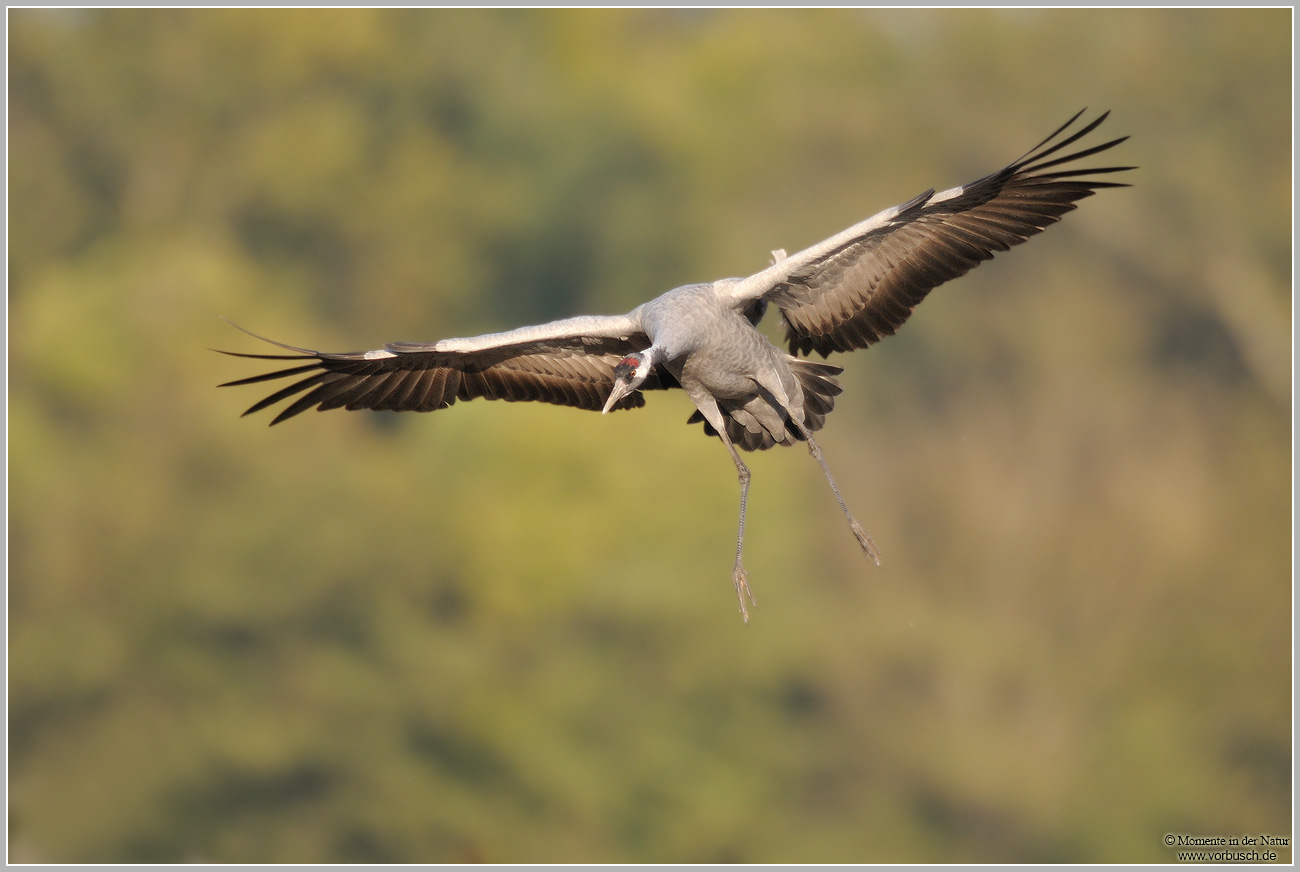Grauer-Kranich-(Grus-grus)39.jpg
