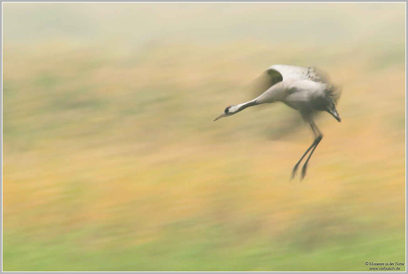 Grauer-Kranich-(Grus-grus)40.jpg