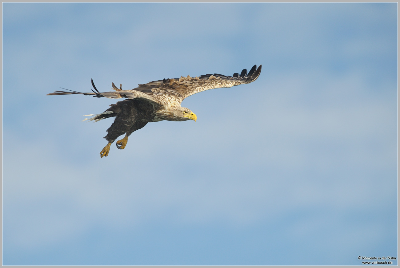 Seeadler-(Haliaeetus-albicilla)4.jpg