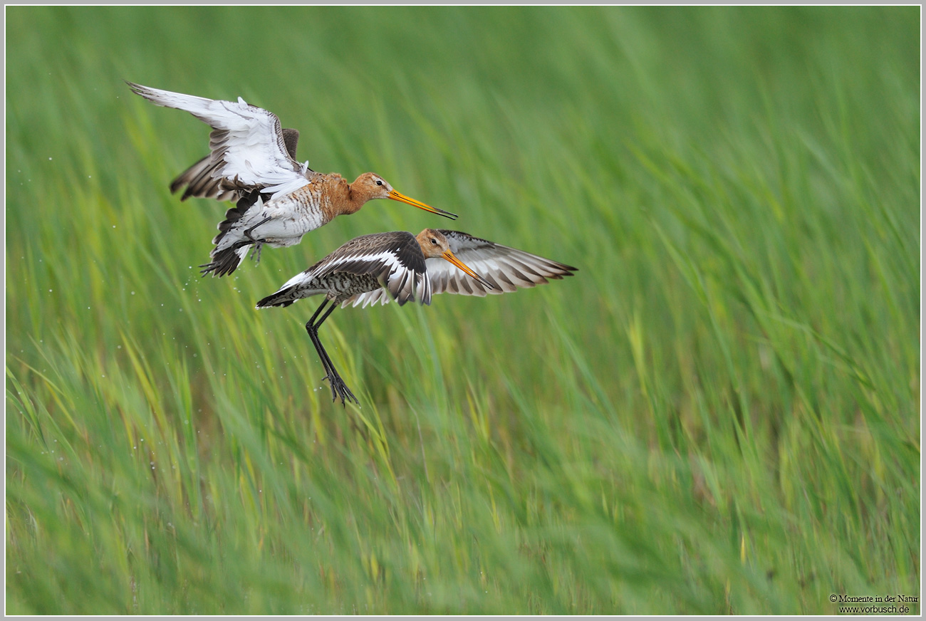 Uferschnepfe-(Limosa-limosa)13.jpg