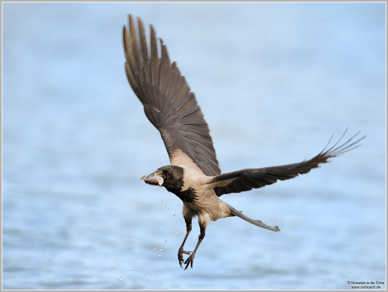 Nebelkrähe-(Corvus-corone-cornix)3.jpg