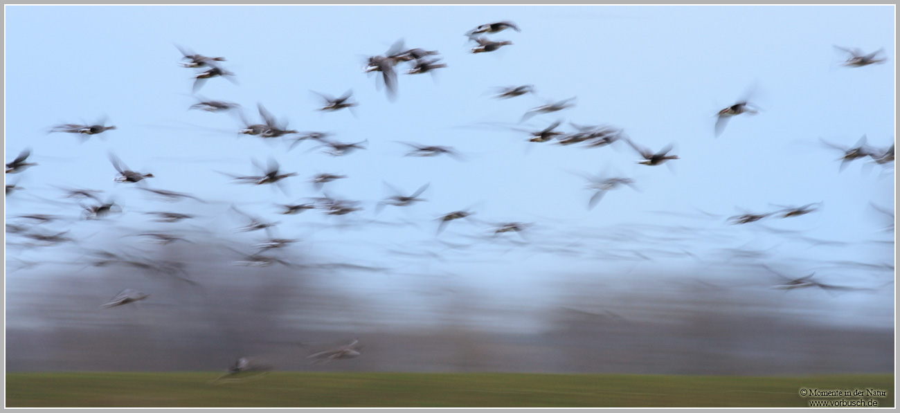 Blaessgans-(Anser-albifrons)49.jpg