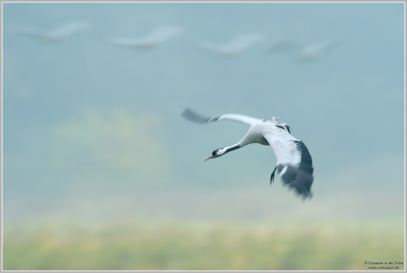 Grauer-Kranich-(Grus-grus)53.jpg