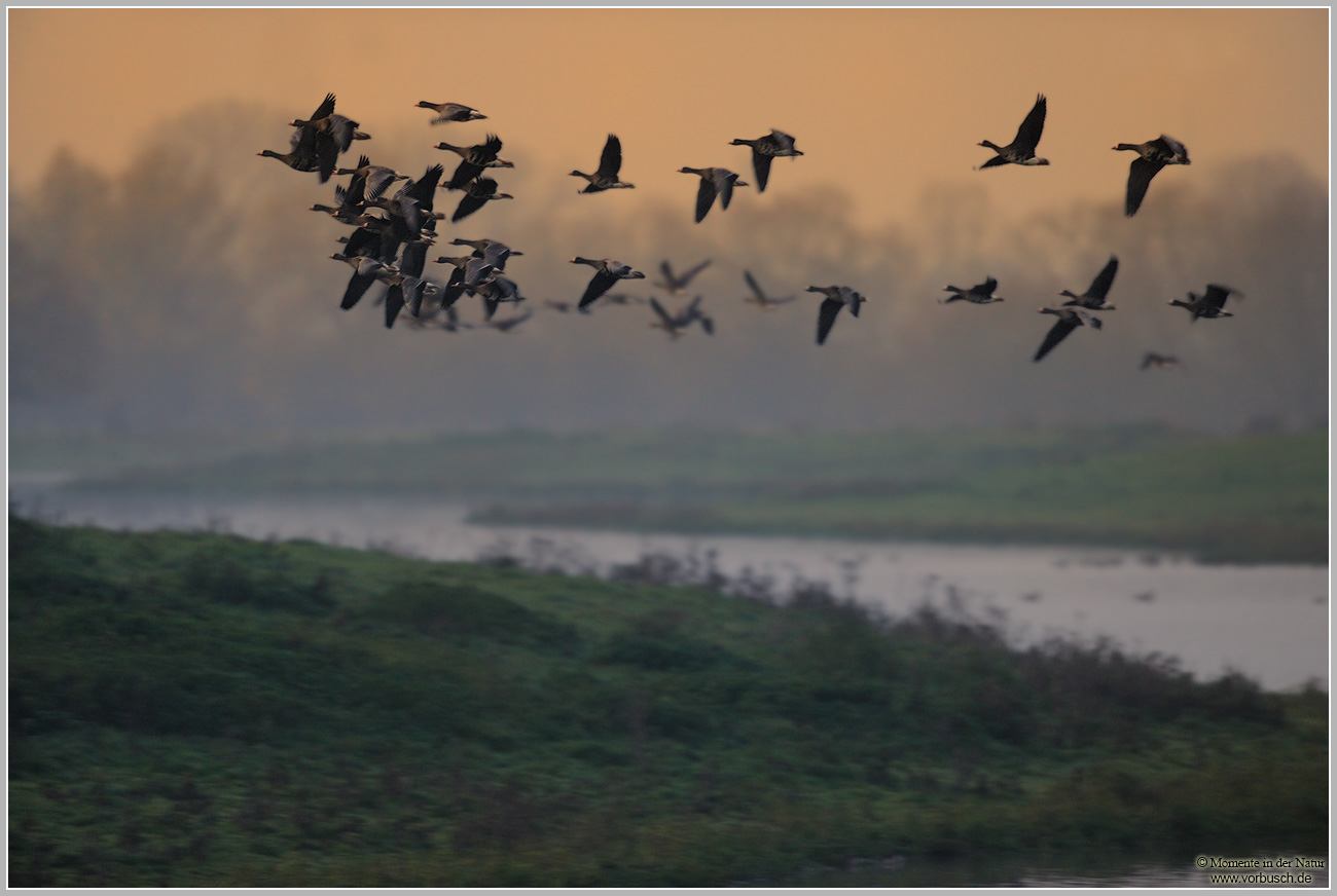 Blaessgans-(Anser-albifrons)51.jpg