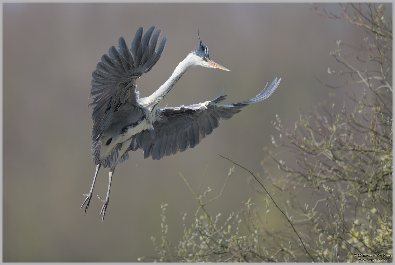 Graureiher-(Ardea-cinerea)45.jpg