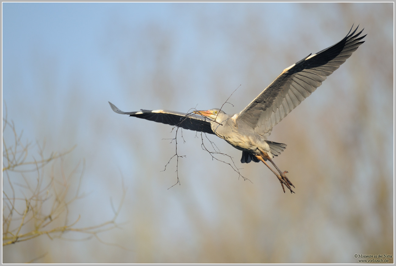 Graureiher-(Ardea-cinerea)59.jpg