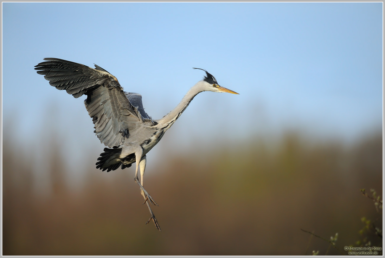 Graureiher-(Ardea-cinerea)62.jpg