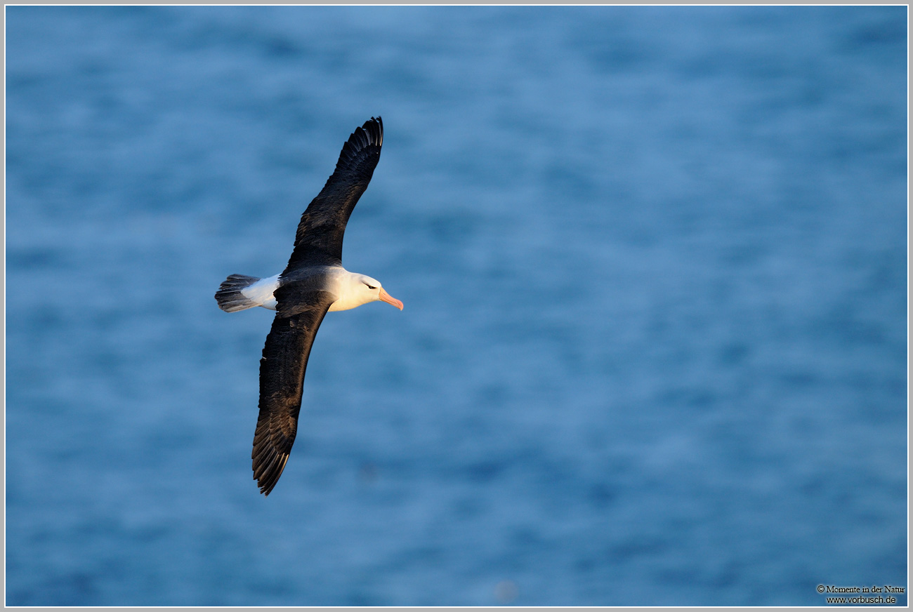 Schwarzbrauenalbatros-(Thalassarche-melanophris)2.jpg