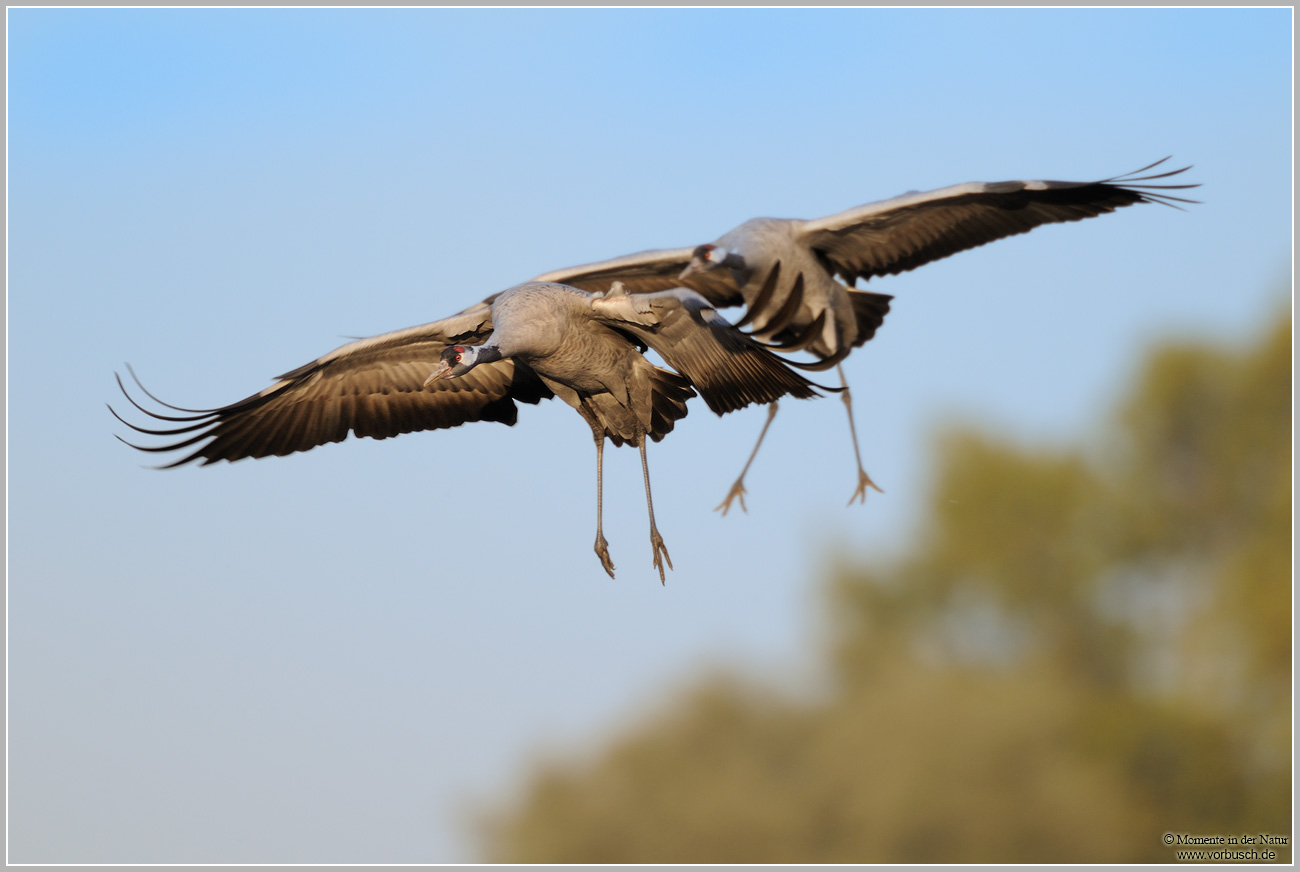 Grauer-Kranich-(Grus-grus)56.jpg