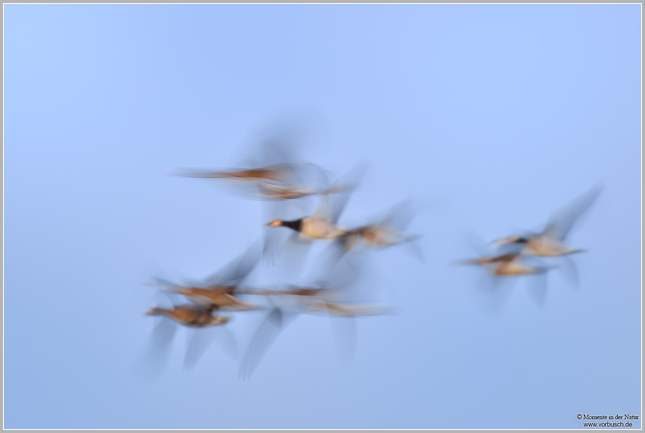 Weisswangengans-(Branta-leucopsis)-und-Blaessgans-(Anser-albifrons).jpg