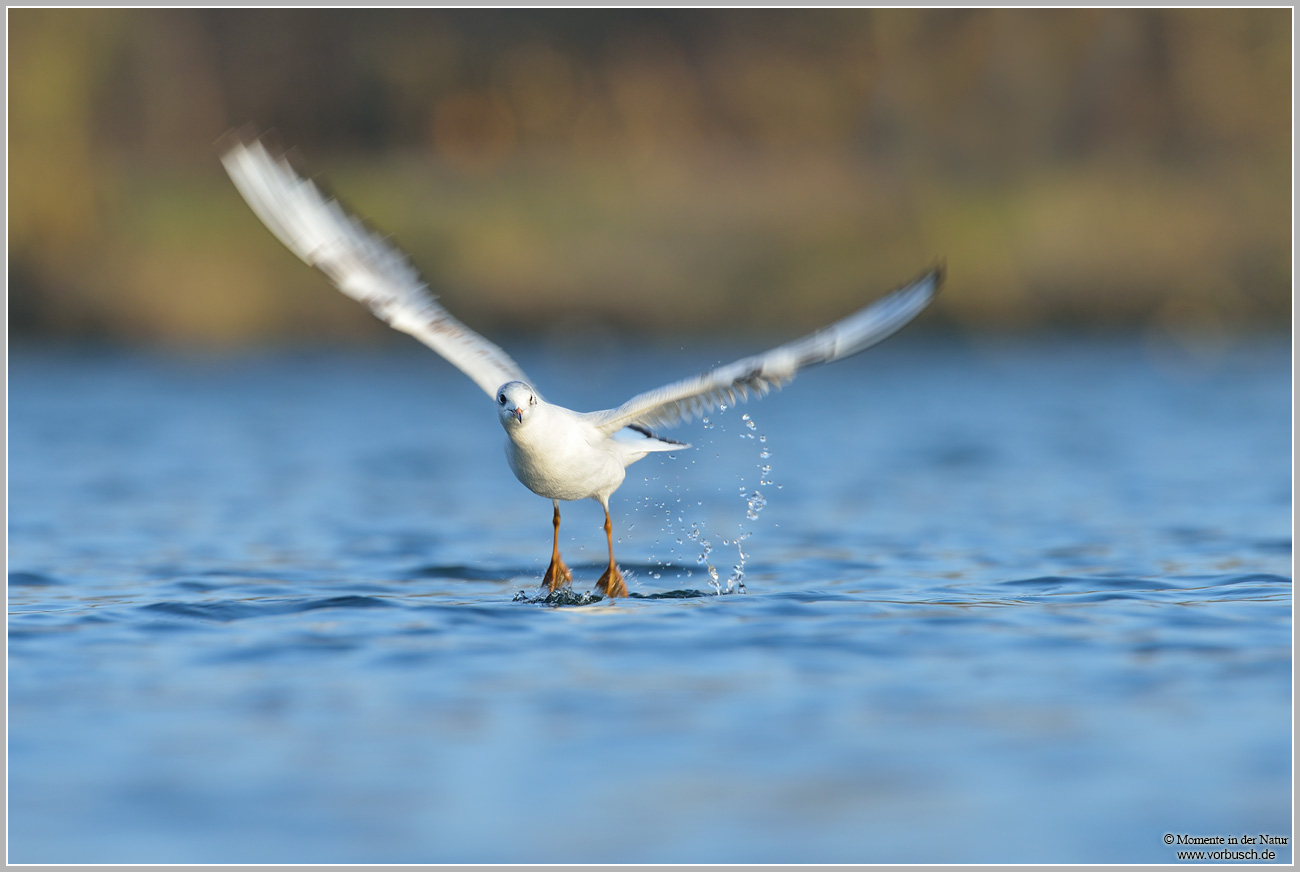 Lachmöwe-(Larus-ridibundus)41.jpg