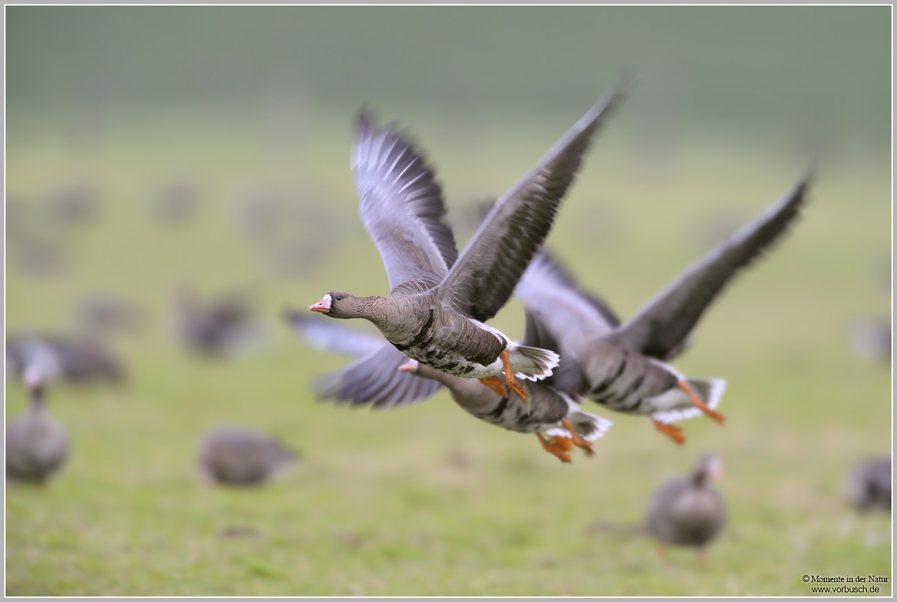 Blaessgans-(Anser-albifrons)60.jpg