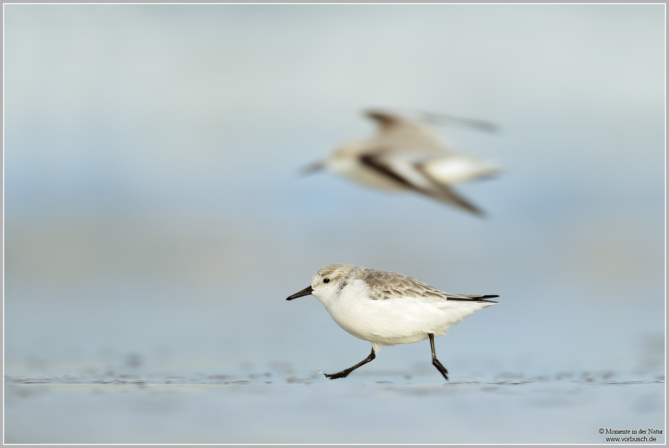 Sanderling-(Calidris-alba)6.jpg