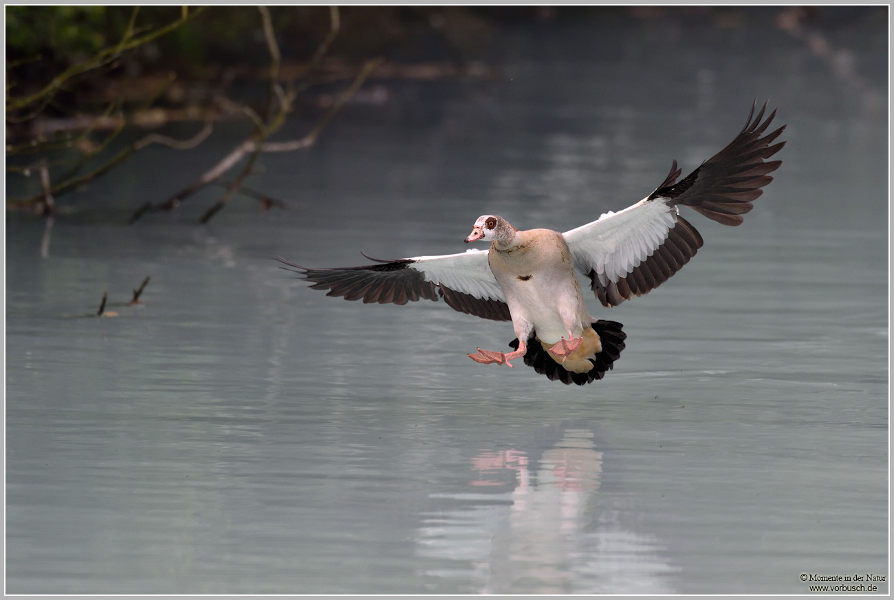 D-_Eigene-Dateien_Eigene-Bilder_Bilder-Dikki_Vögel_Gänse_Nilgans-(Alopochen-aegyptiacus)21.jpg