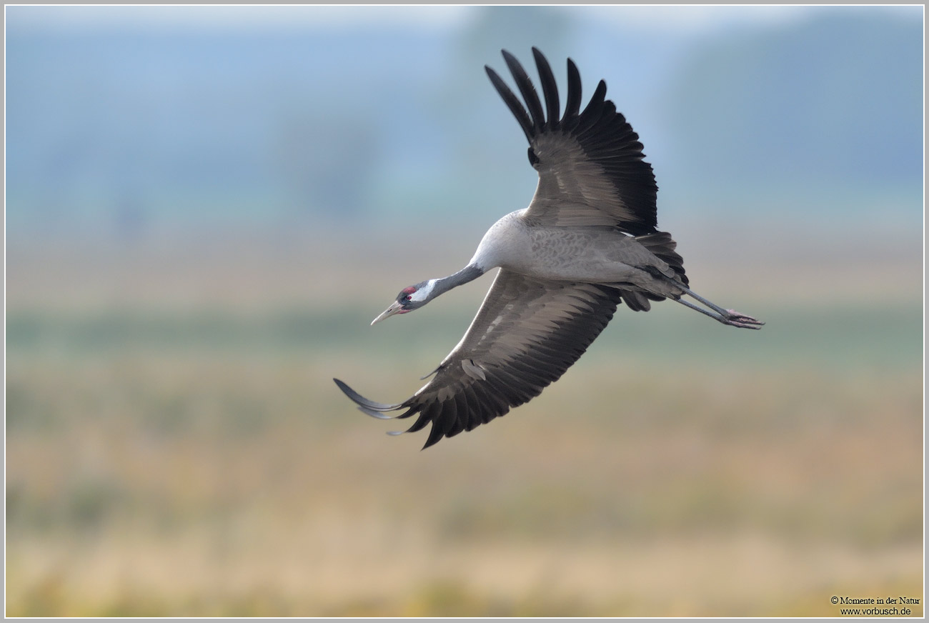 Grauer-Kranich-(Grus-grus)60.jpg