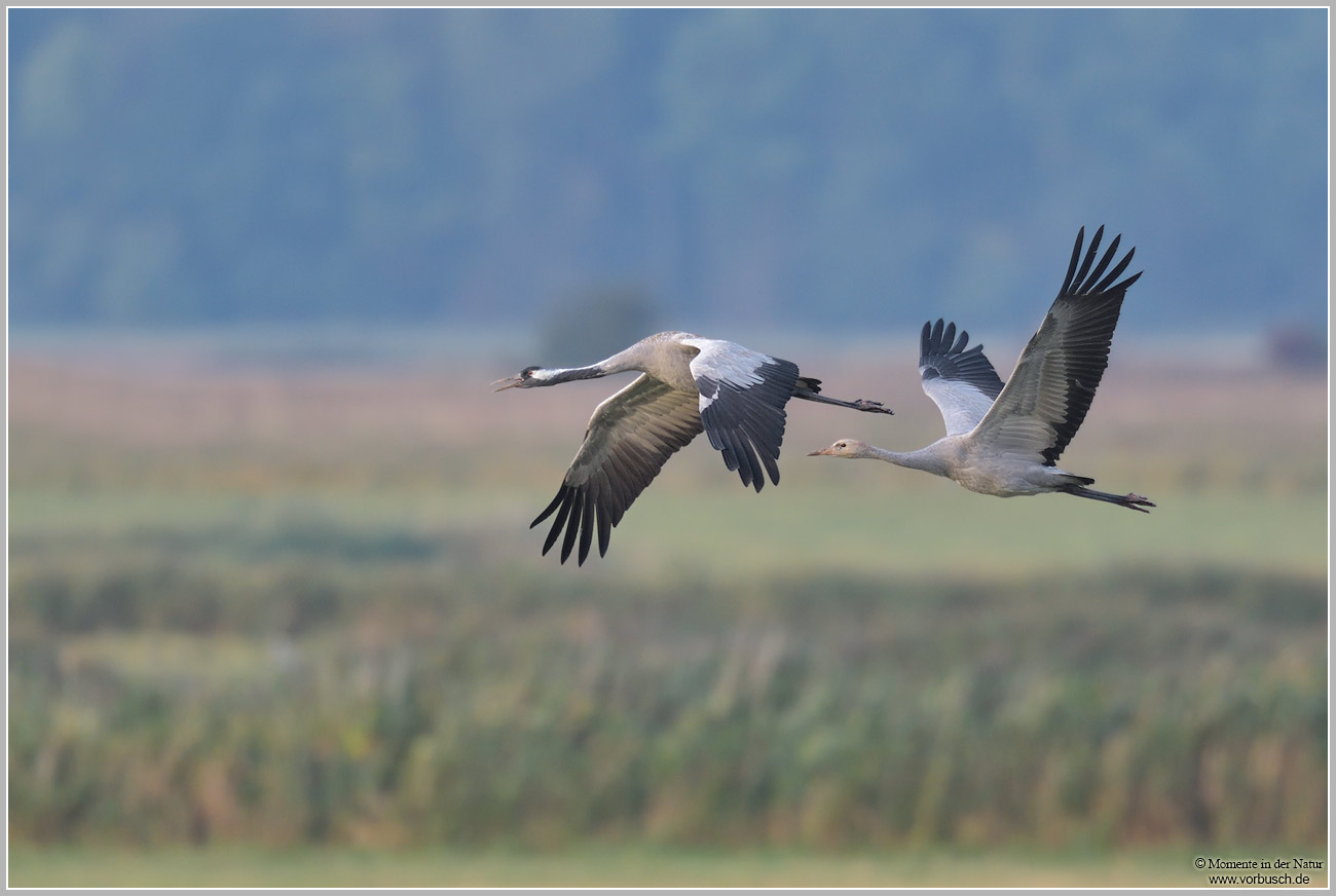 Grauer-Kranich-(Grus-grus)62.jpg