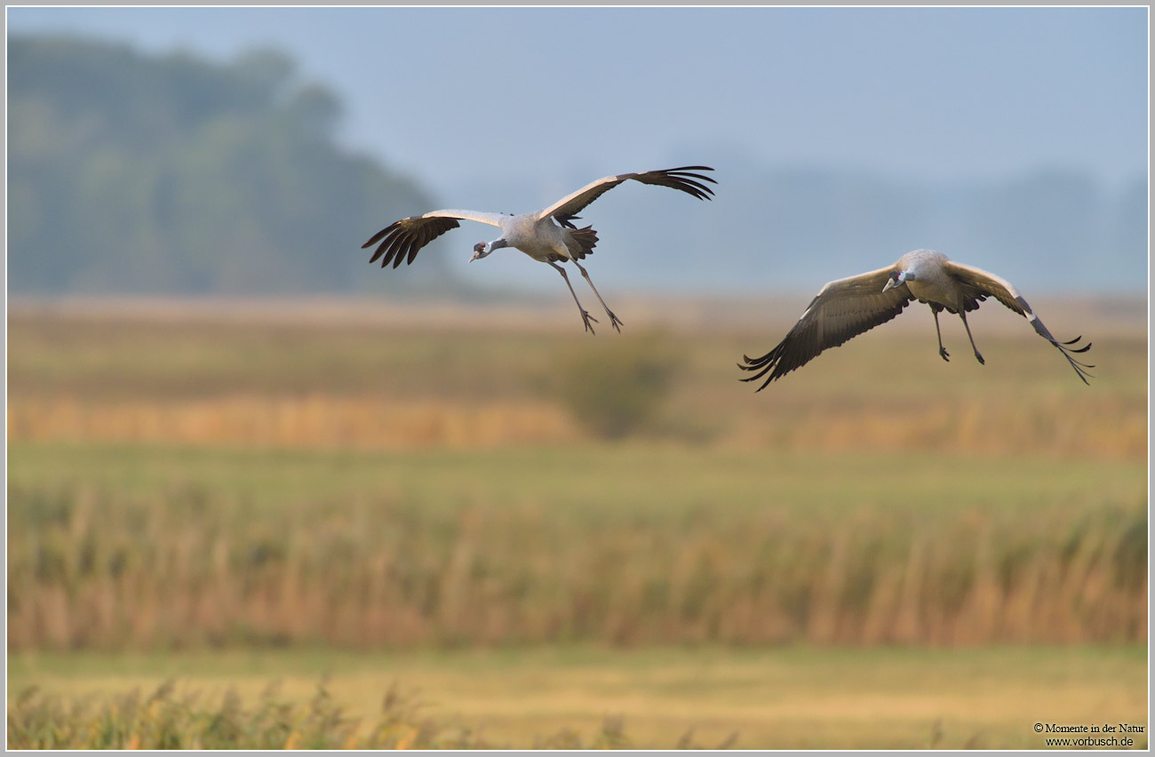 Grauer-Kranich-(Grus-grus)67.jpg