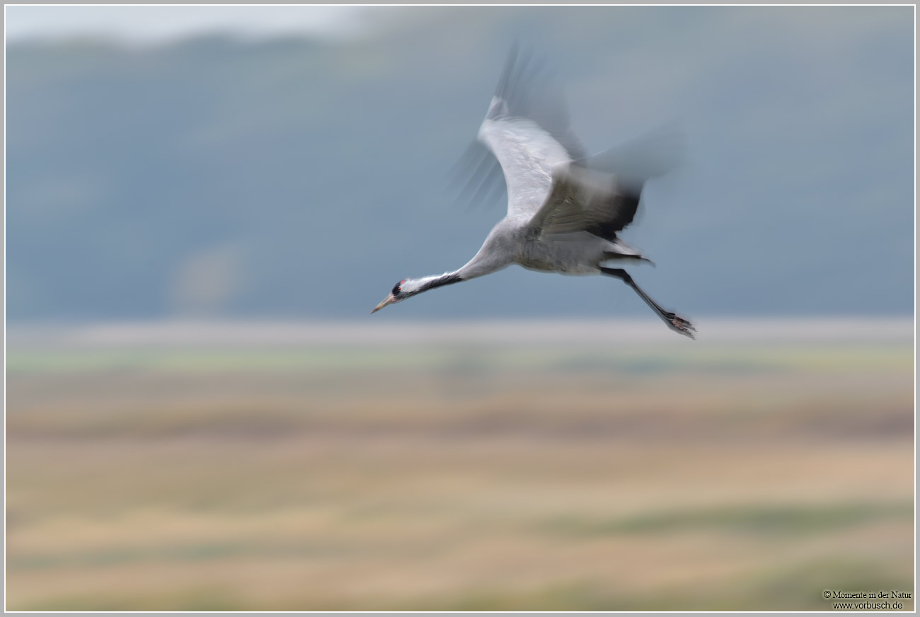 Grauer-Kranich-(Grus-grus)69.jpg