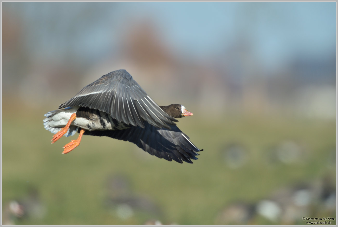 Blaessgans-(Anser-albifrons)66.jpg