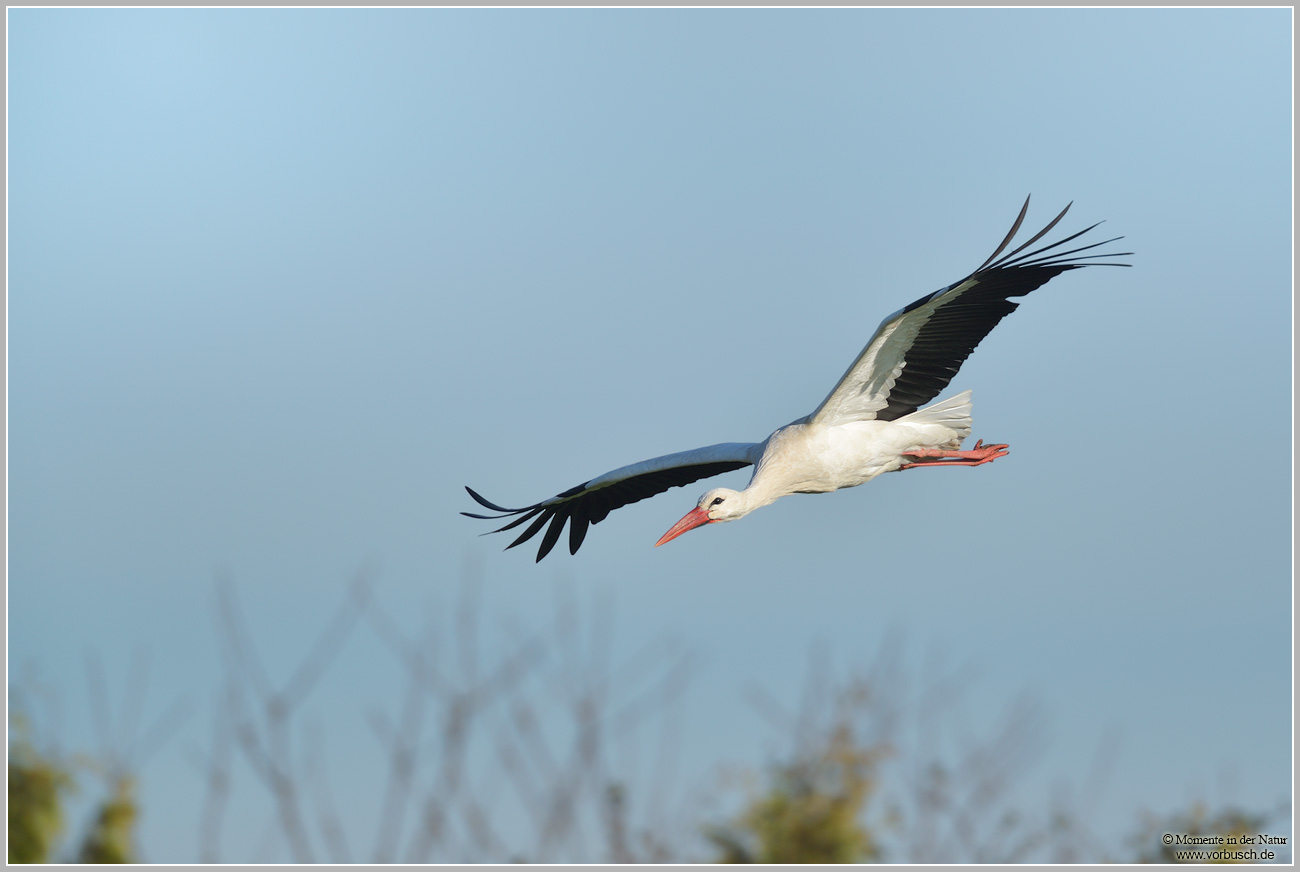 Weisstorch-(Ciconia-ciconia)5.jpg