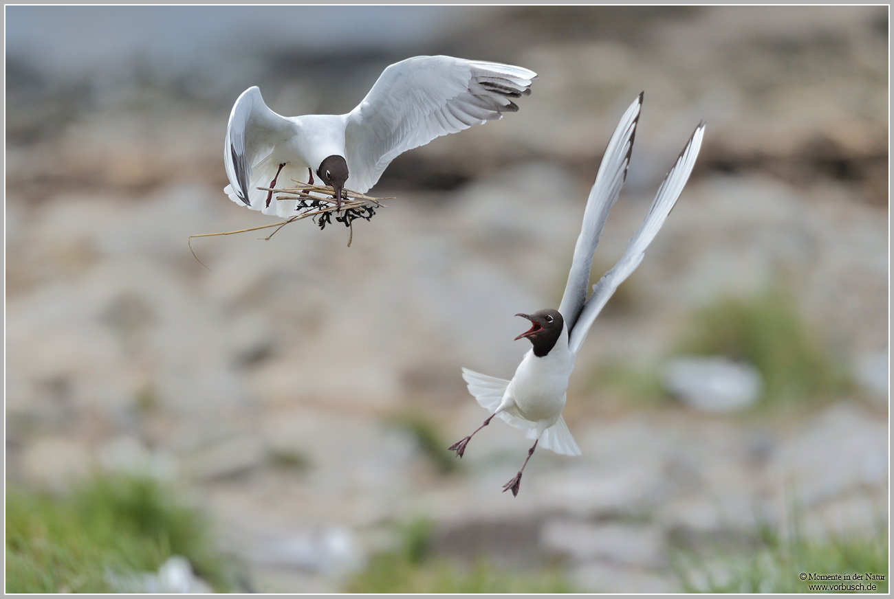 Lachmöwe-(Larus-ridibundus)45.jpg