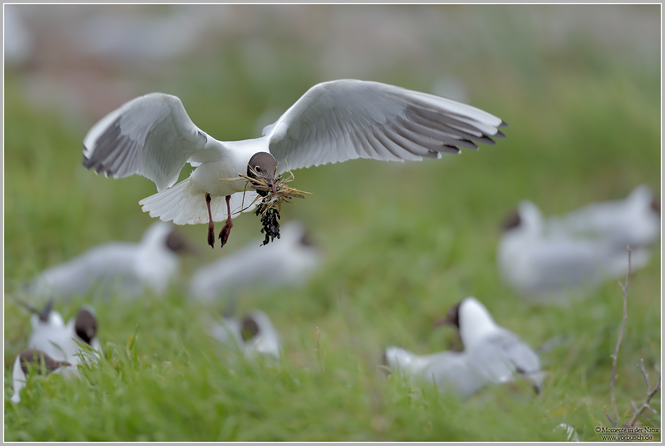 Lachmöwe-(Larus-ridibundus)47.jpg