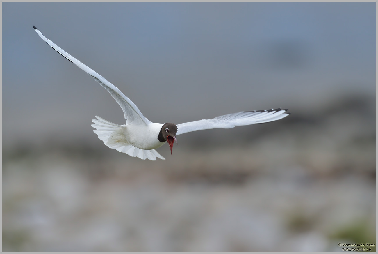Lachmöwe-(Larus-ridibundus)48.jpg