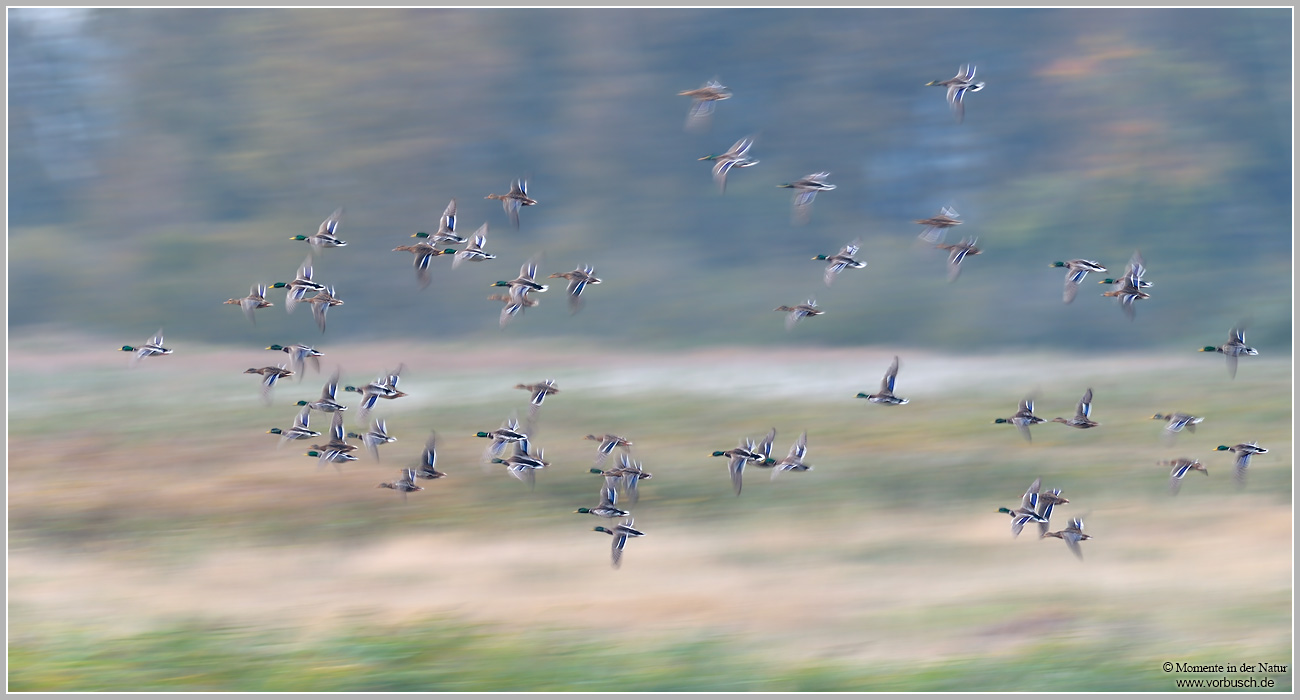 Stockente-(Anas-platyrhynchos)41.jpg