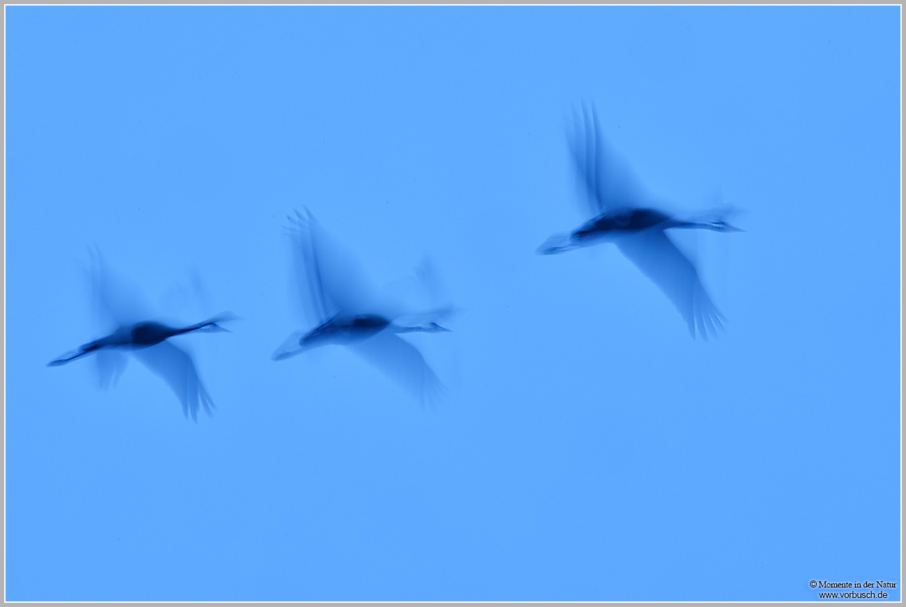 Grauer-Kranich-(Grus-grus)72.jpg